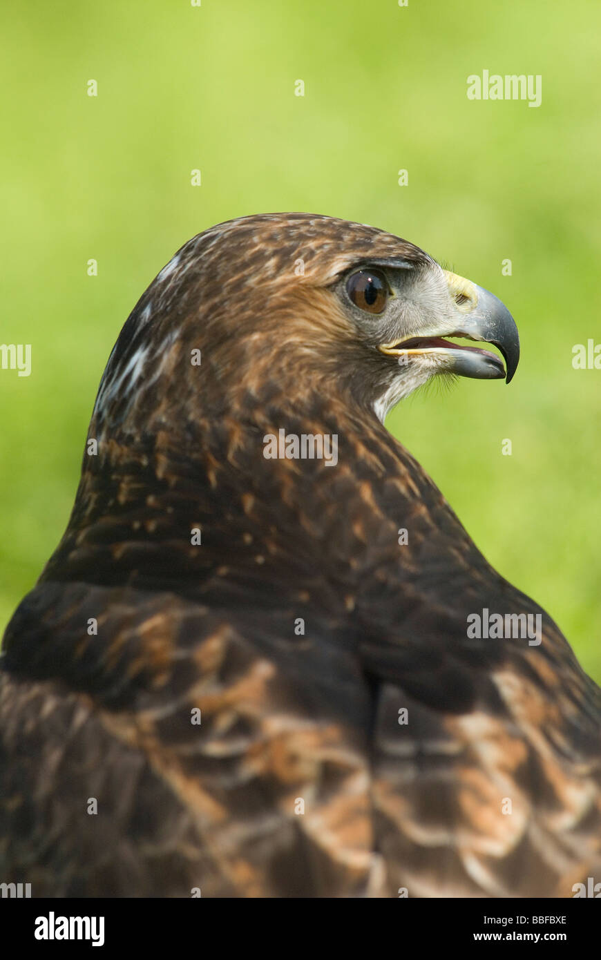 Buse à queue rouge / Red Tailed Buzzard Banque D'Images