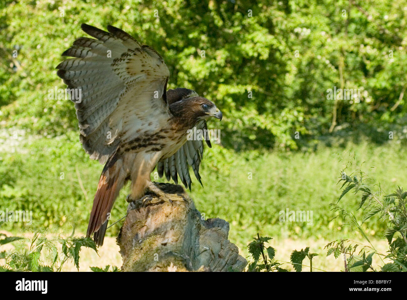 Buse à queue rouge / Red Tailed Buzzard Banque D'Images