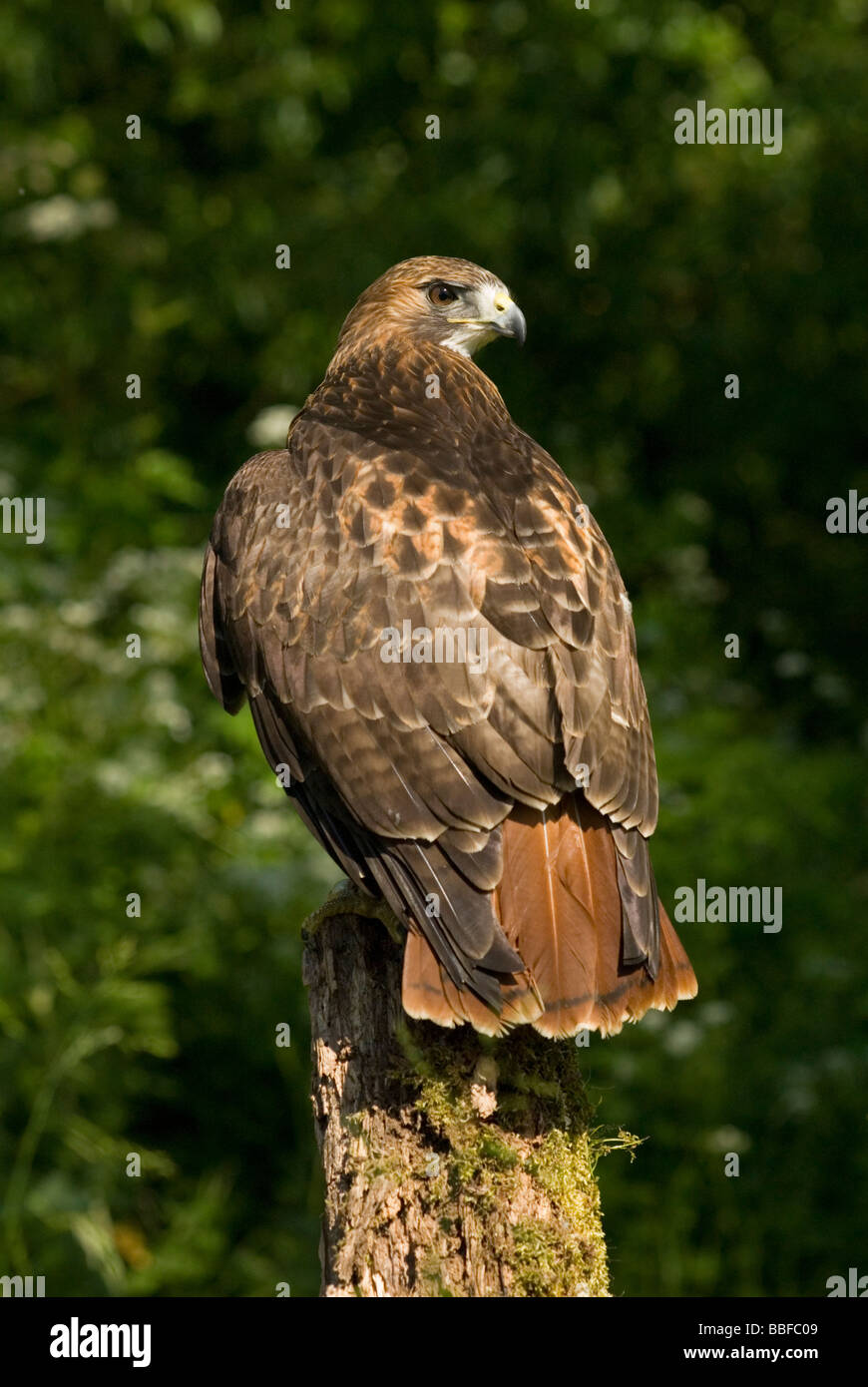 Buse à queue rouge / Red Tailed Buzzard Banque D'Images