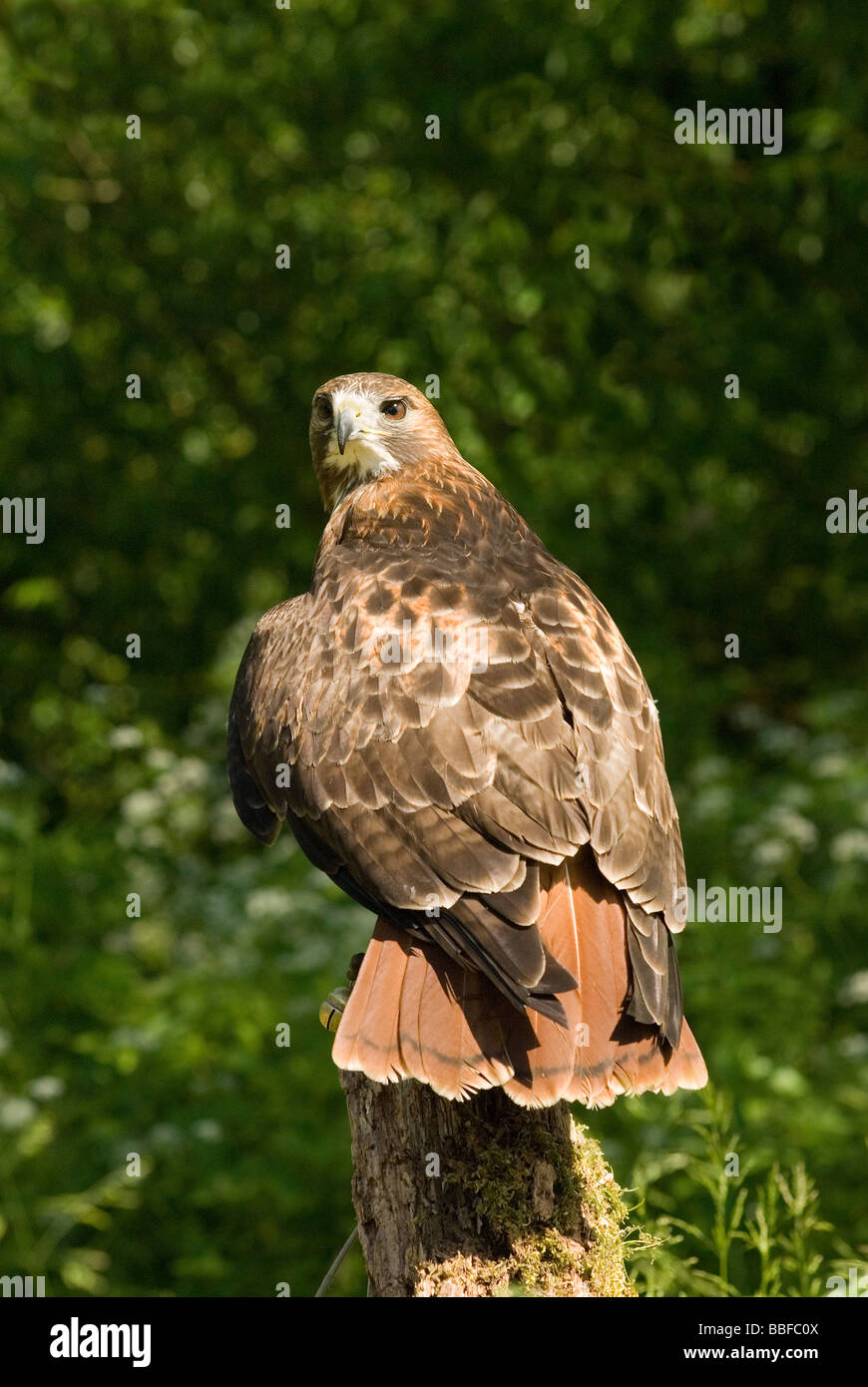Buse à queue rouge / Red Tailed Buzzard Banque D'Images