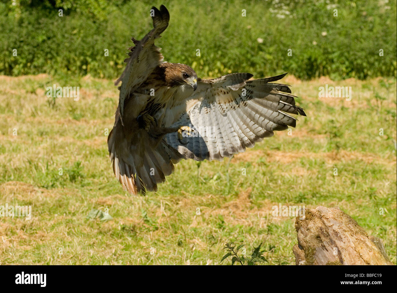 Buse à queue rouge / Red Tailed Buzzard Banque D'Images