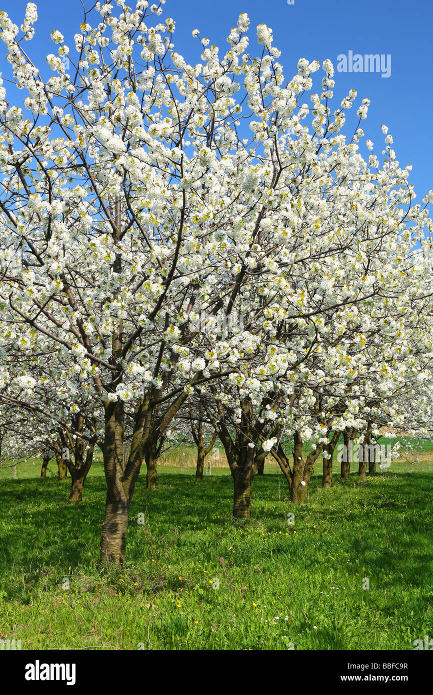 Les cerisiers fleurissent dans une journée de printemps ensoleillée Cerasus avium Banque D'Images