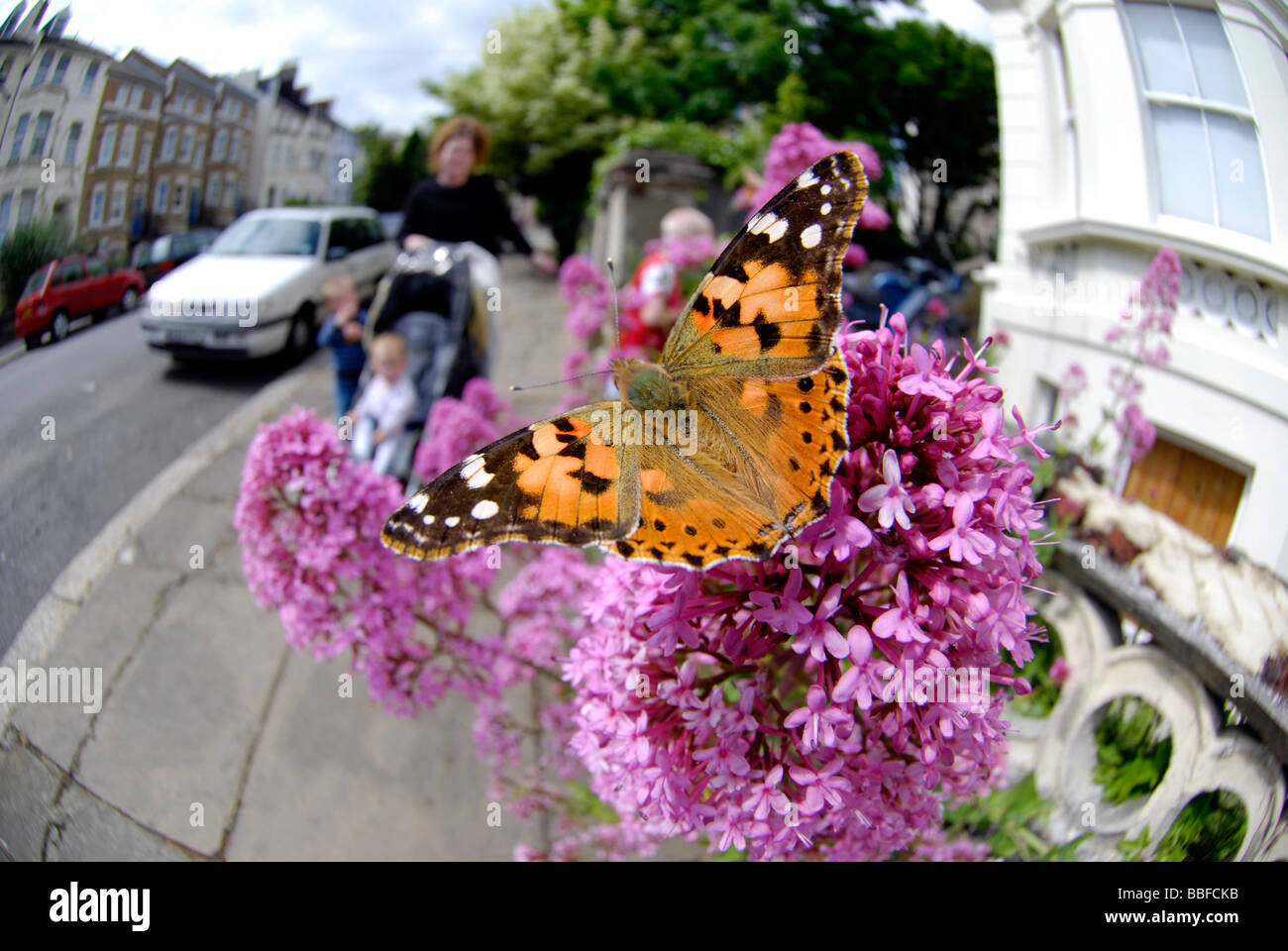 Papillon belle dame en face jardin dans Saint-léonard E. Sussex. Objectif Fisheye Banque D'Images