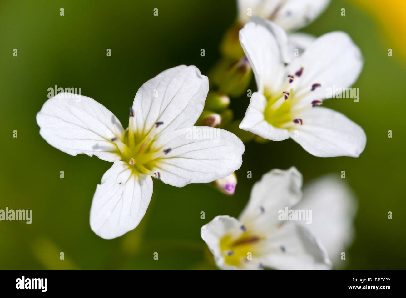 Grande fleur bittercress (Cardamine amara) Banque D'Images