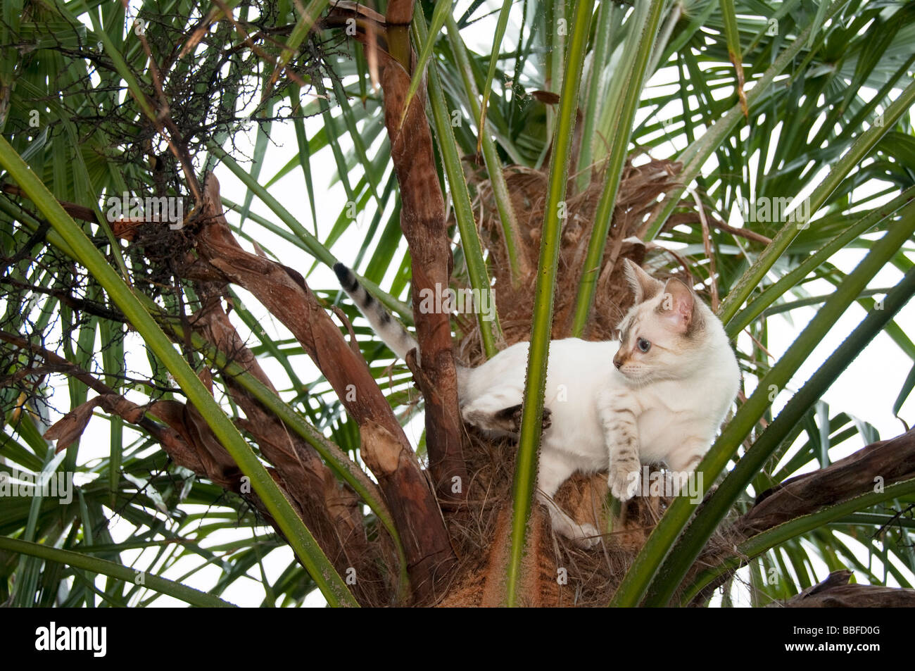 Un Bengal chaton coincé dans un arbre Banque D'Images