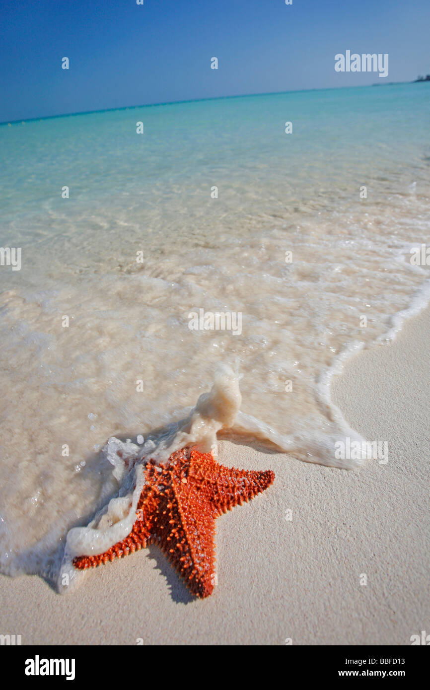 Étoile de mer sur une magnifique plage des Caraïbes au Mexique Banque D'Images
