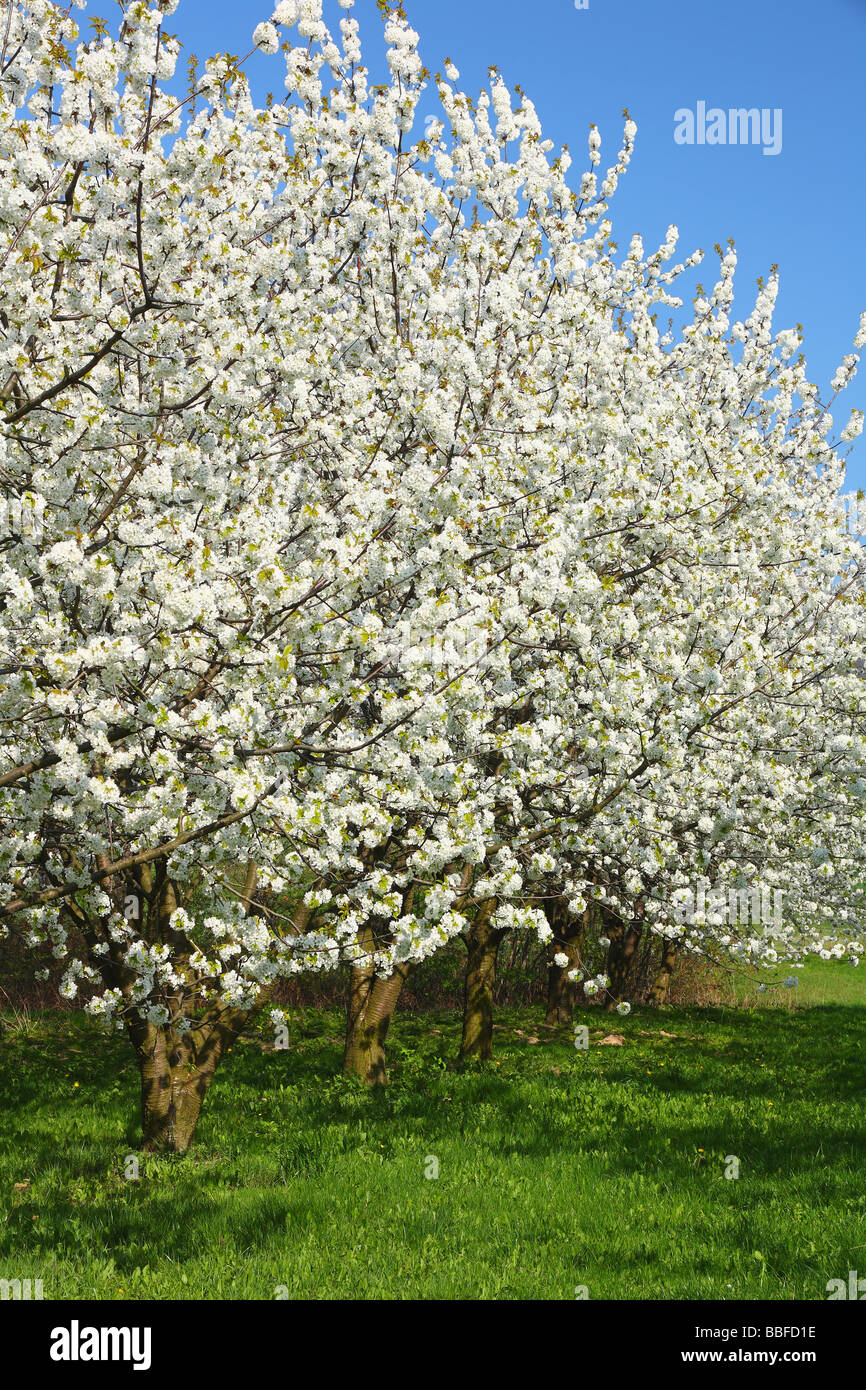 Les cerisiers fleurissent dans une journée de printemps ensoleillée Cerasus avium Banque D'Images