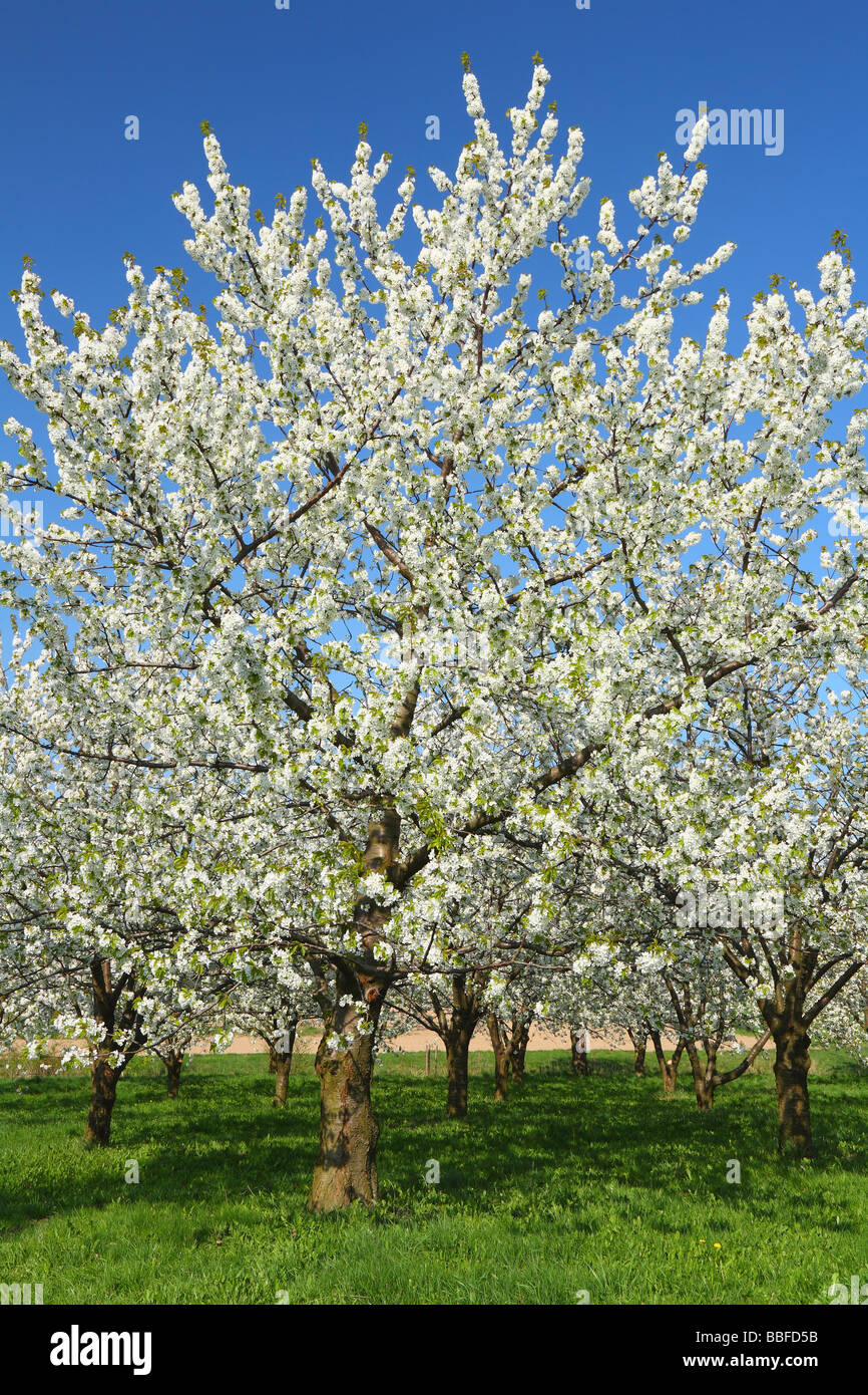 Les cerisiers fleurissent dans une journée de printemps ensoleillée Cerasus avium Banque D'Images