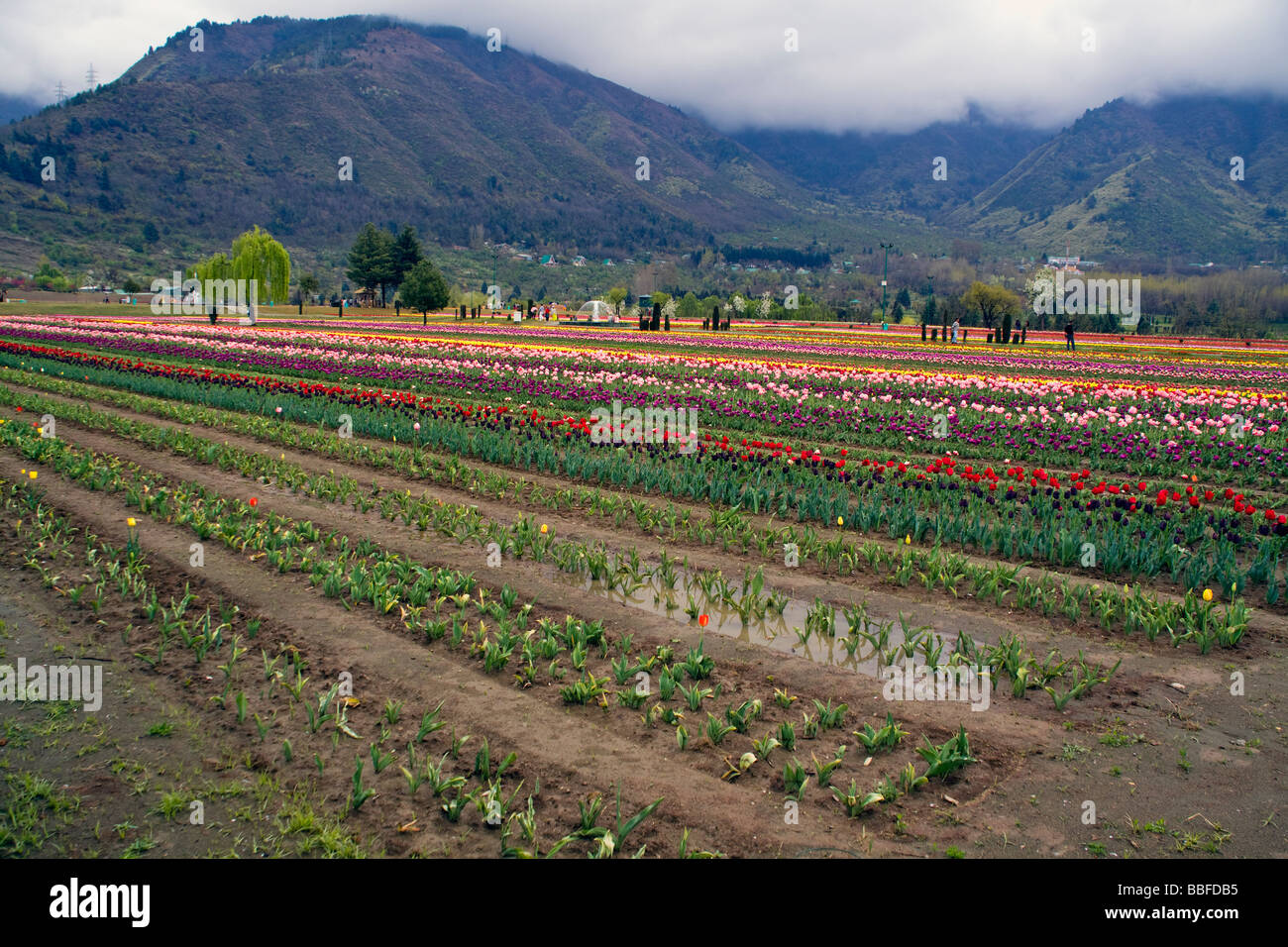 Indira Gandhi Memorial Tulip Garden Cheshmashaahi Srinagar Banque D'Images