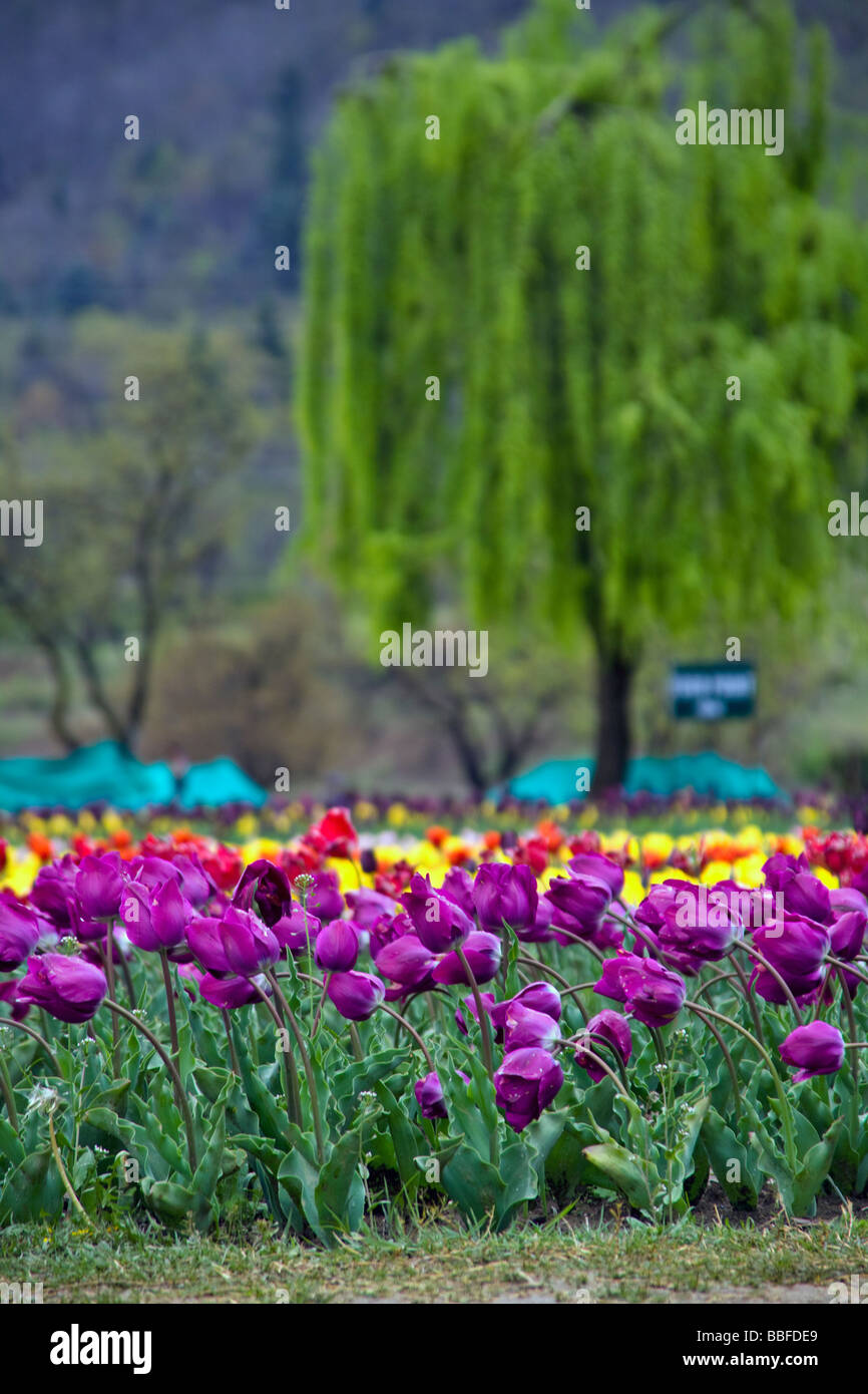 Collection de tulipes mauve dans l'Indira Gandhi Memorial Tulip Garden Cheshmashahi Srinagar Banque D'Images