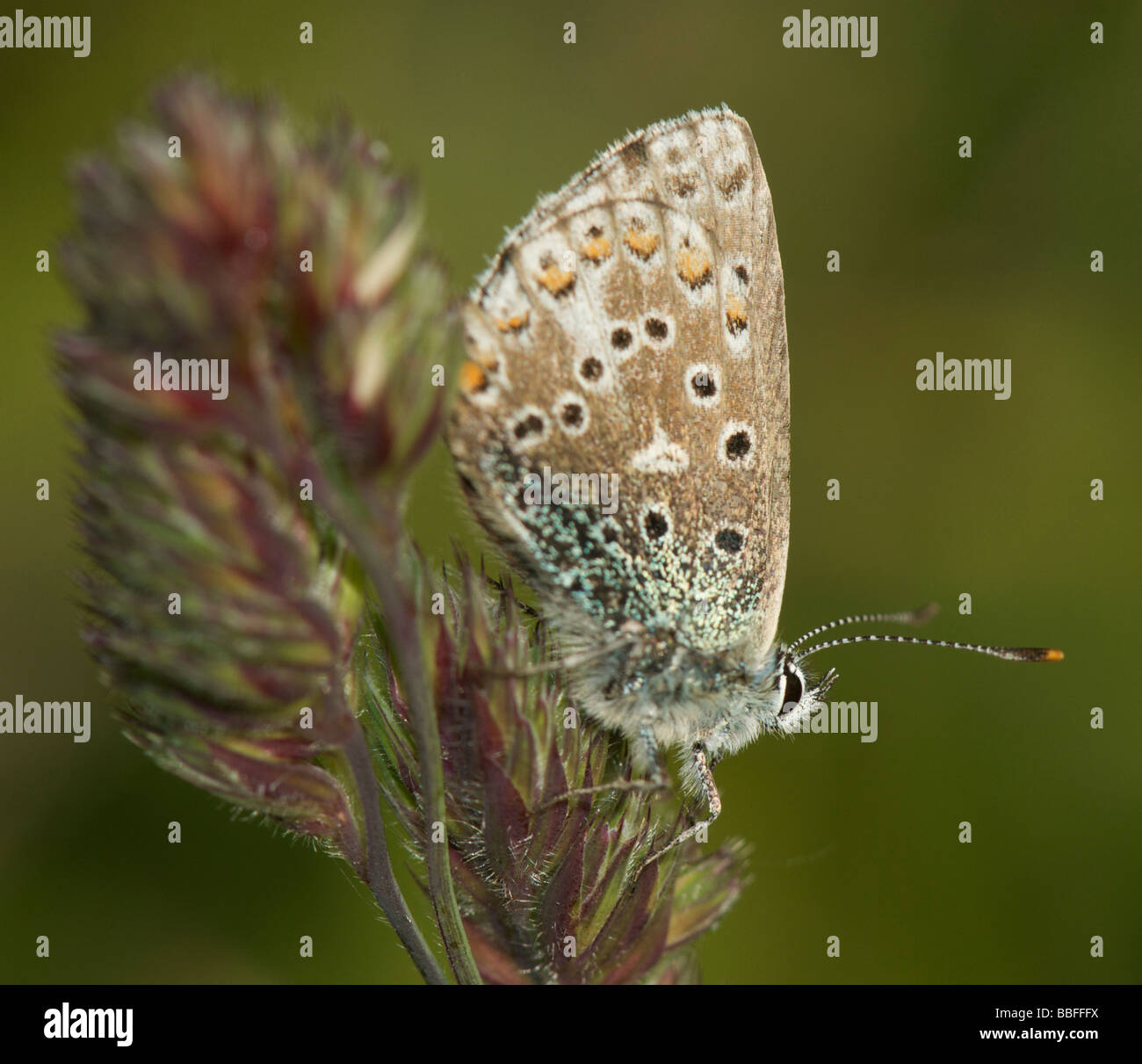 Adonis papillon femelle bleu Banque D'Images