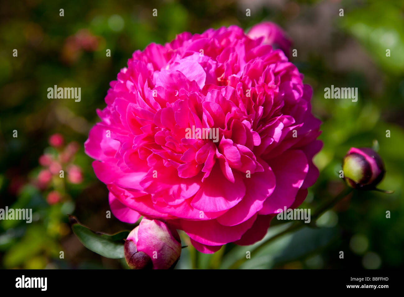 Fleur de pivoine rouge Banque D'Images