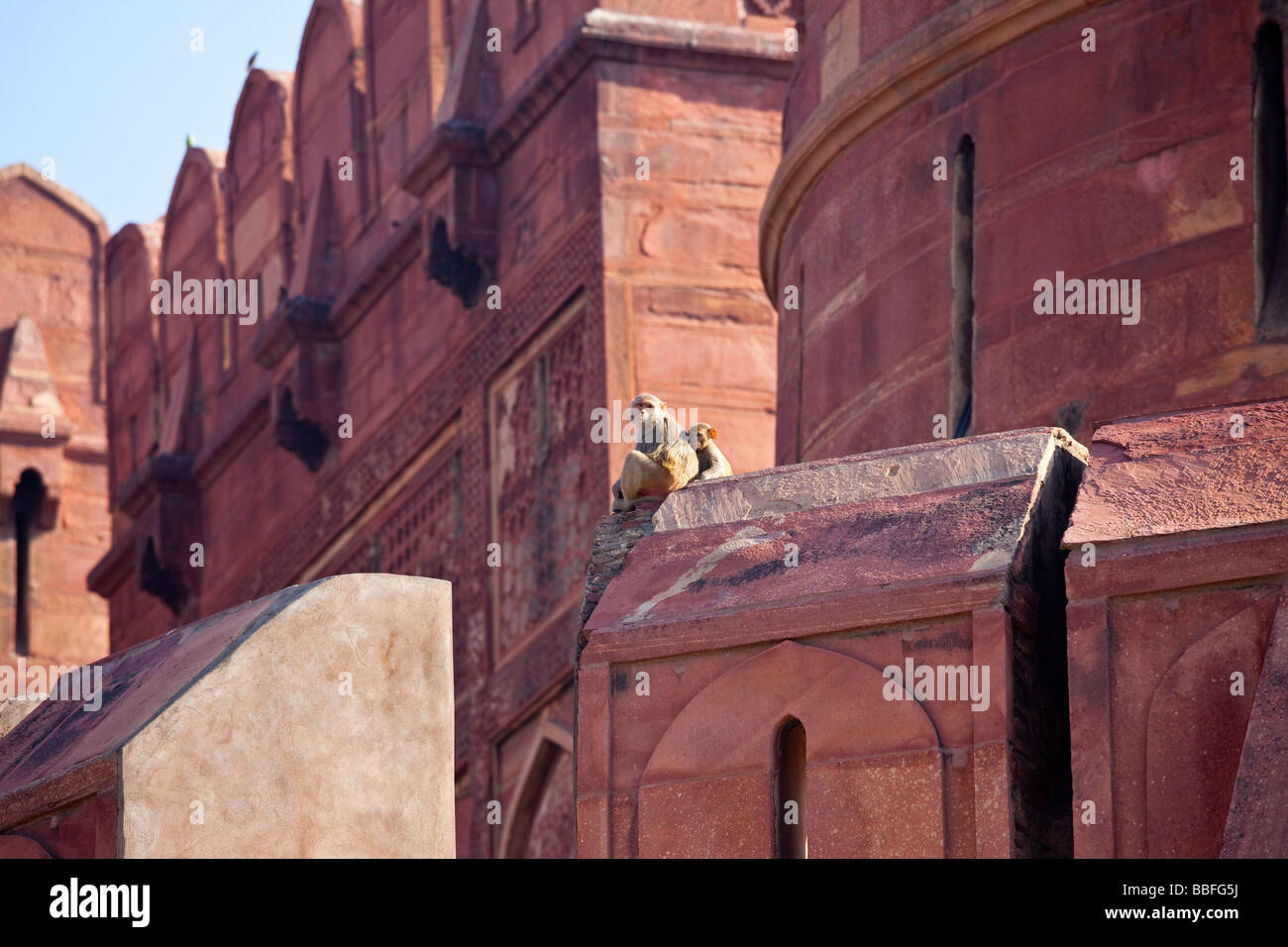 Monkies sur les murs du Fort d'Agra Agra en Inde Banque D'Images