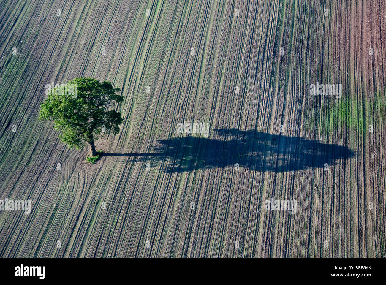 Arbre isolé dans un champ labouré Banque D'Images