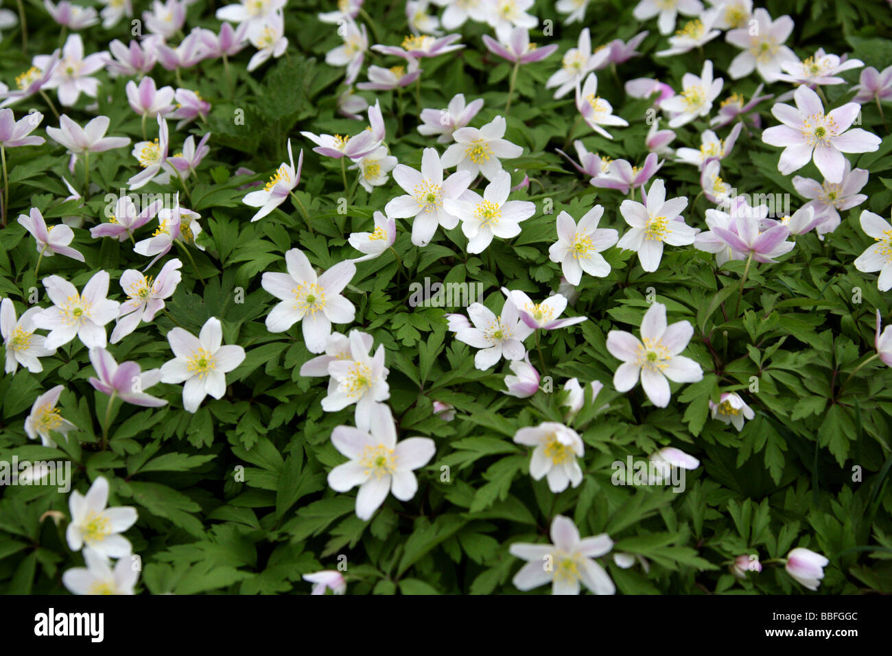 L'Anémone des bois, Anemone nemorosa, Ranunculaceae Banque D'Images