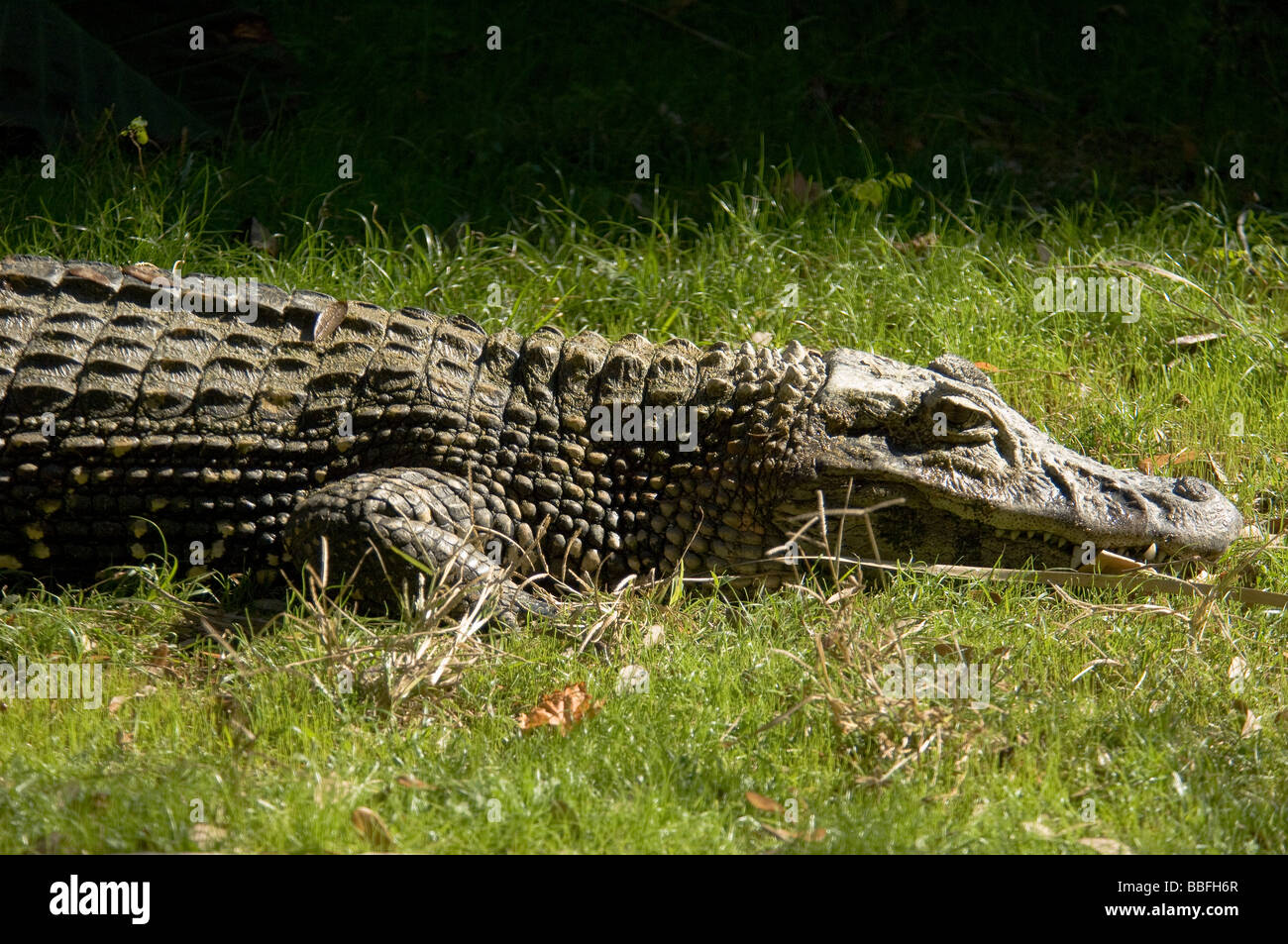 Caïman Noir Melanosuchus niger espèces trouvées en Amérique du Sud Banque D'Images