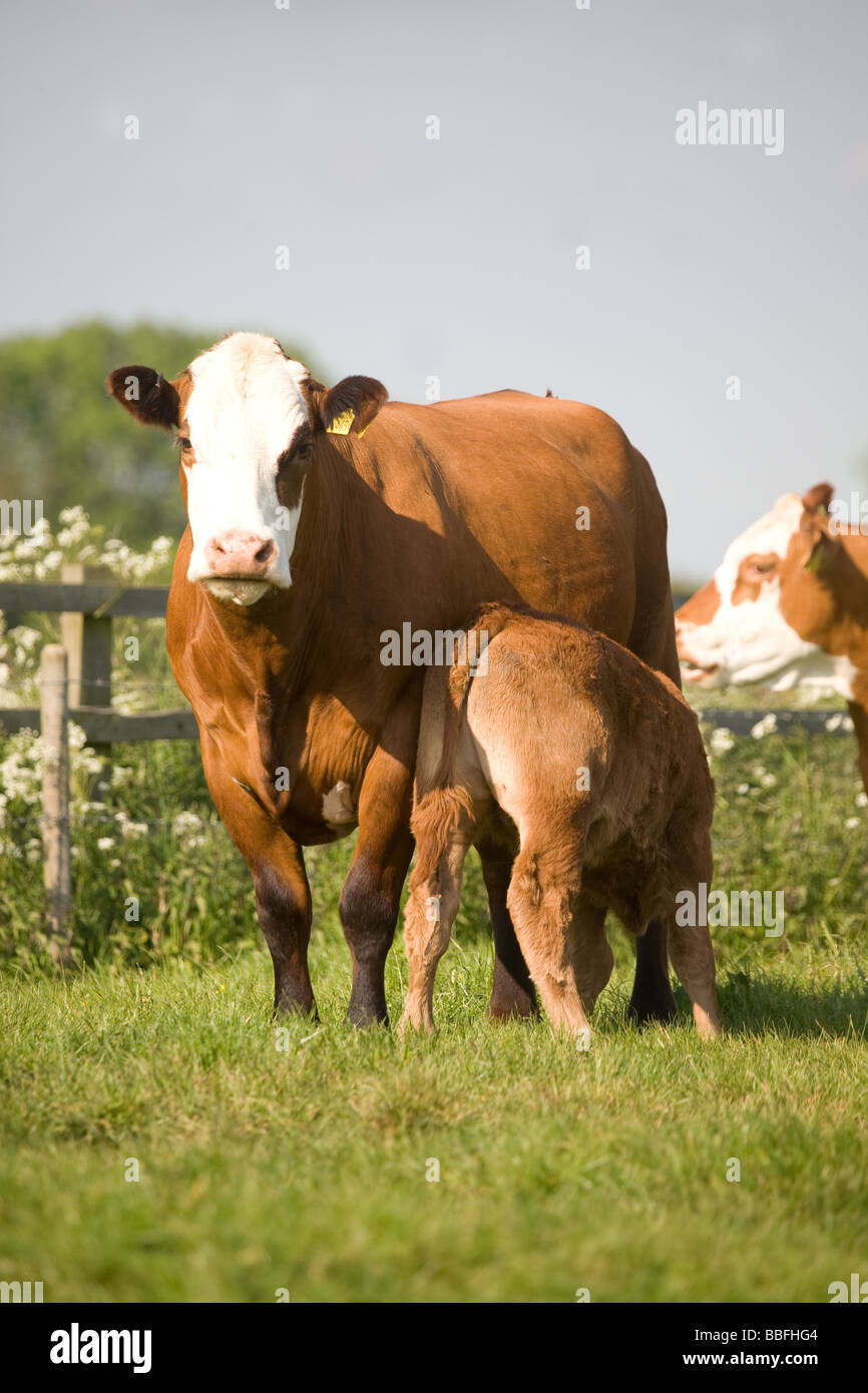 Vache et veau mâtiné d'Herbe à Banque D'Images