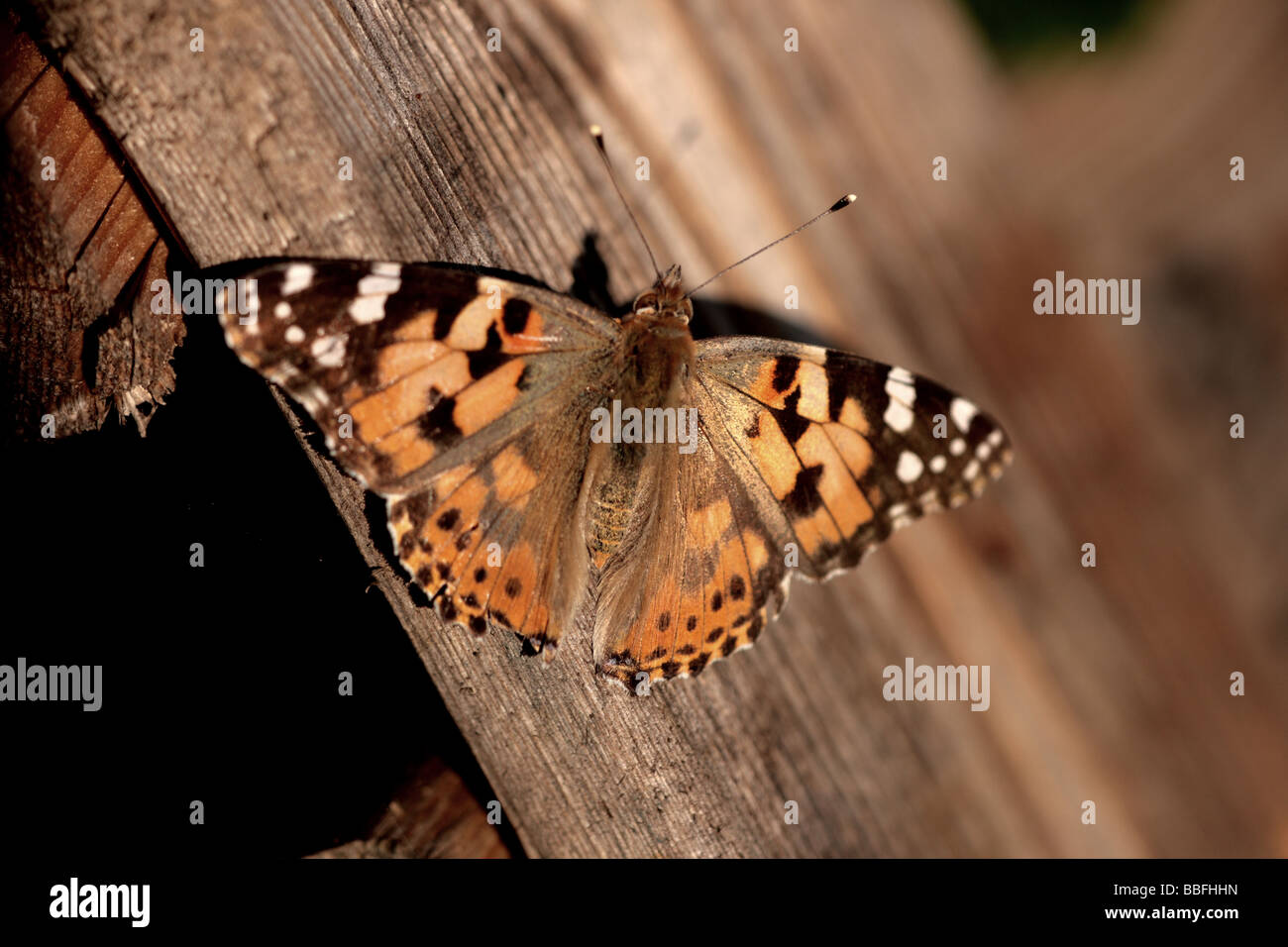 'Belle dame (Vanessa cardui)' Banque D'Images