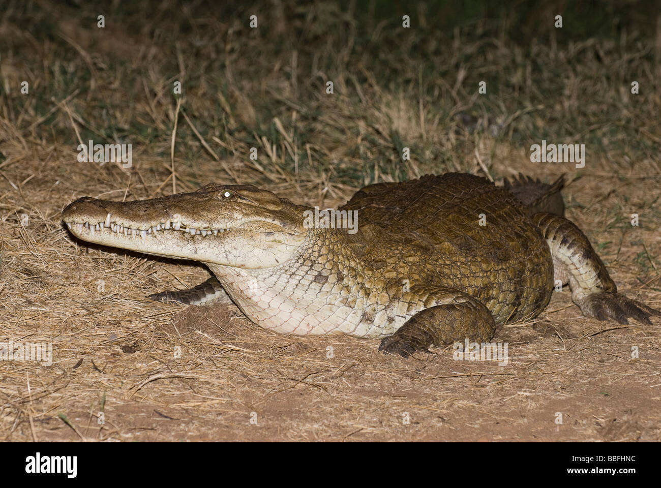 Crocodile du Nil Crocodylus niloticus noctual à l'alimentation de la réserve nationale de Samburu Serena Lodge Kenya Afrique de l'Est Banque D'Images