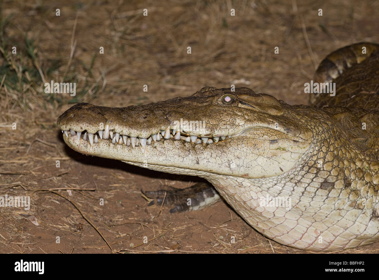 Crocodile du Nil Crocodylus niloticus noctual à l'alimentation de la réserve nationale de Samburu Serena Lodge Kenya Afrique de l'Est Banque D'Images