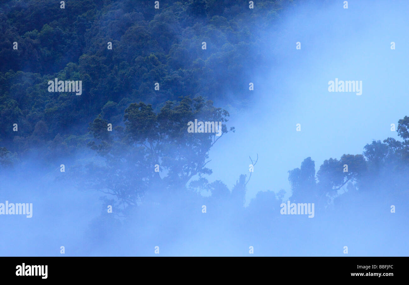 Les brouillards épais enveloppent les forêts tropicales en far north Queensland, Australie Banque D'Images