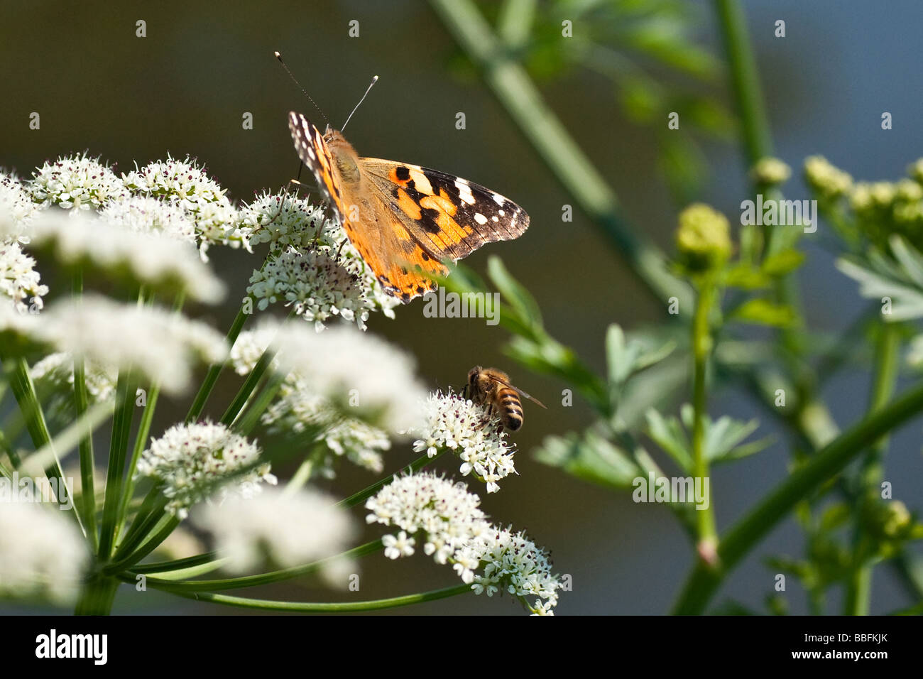 Lady butterfly-peint et la collecte du pollen d'abeille Banque D'Images