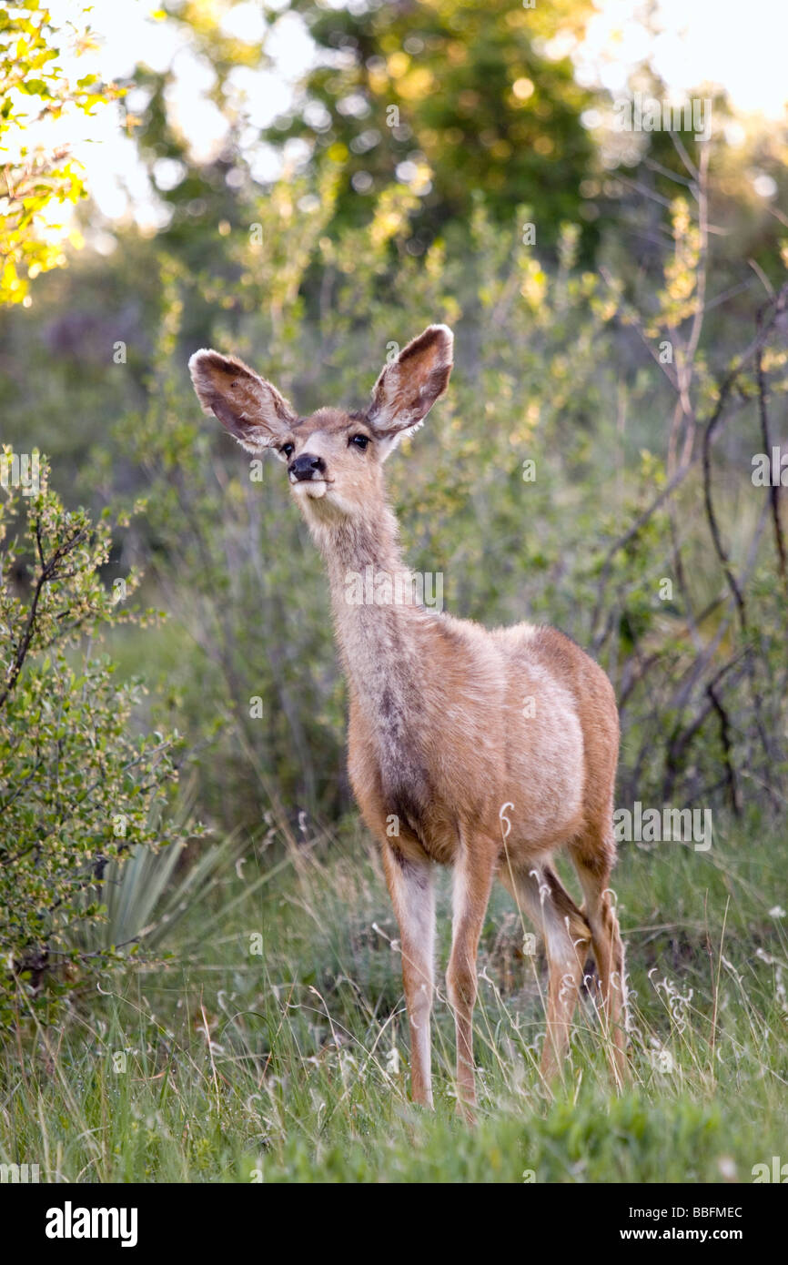 Jeune cerf mulet reniflant le vent pour danger sur un beau matin de printemps au Colorado Banque D'Images