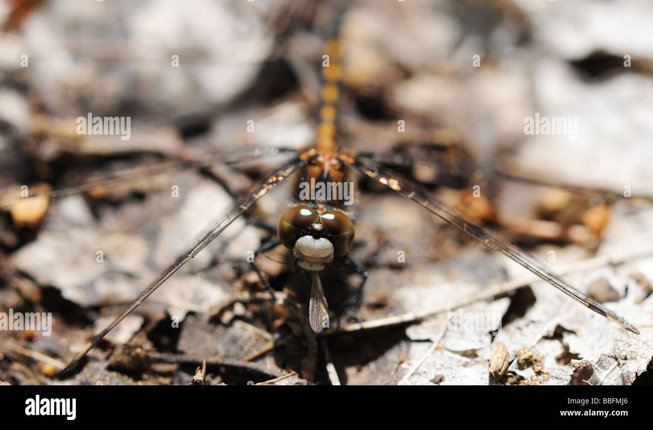 Une macro de droit d'une libellule de manger une petite mouche, les ailes sortant de sa bouche. Détails incroyables dans les ailes. Banque D'Images
