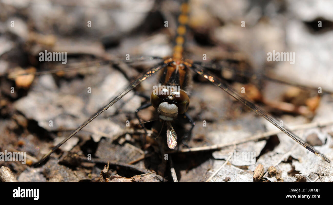 Une macro de droit d'une libellule de manger une petite mouche, les ailes sortant de sa bouche. Détails incroyables dans les ailes. Banque D'Images