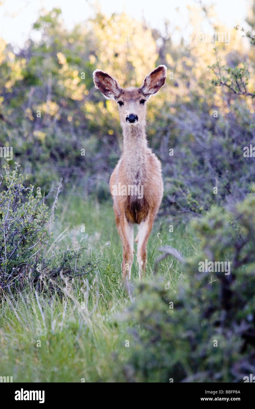 Le cerf mulet du fourrage pour l'alimentation Banque D'Images