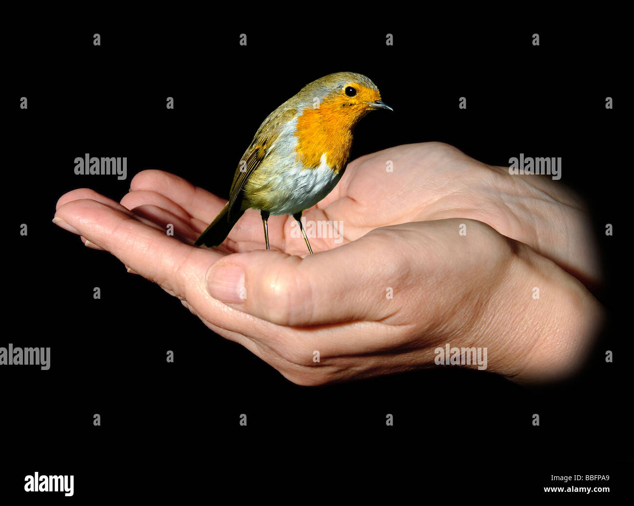 Un Robin dans une paire de mains courbées. Illustre le dicton d'un oiseau dans la main. Banque D'Images