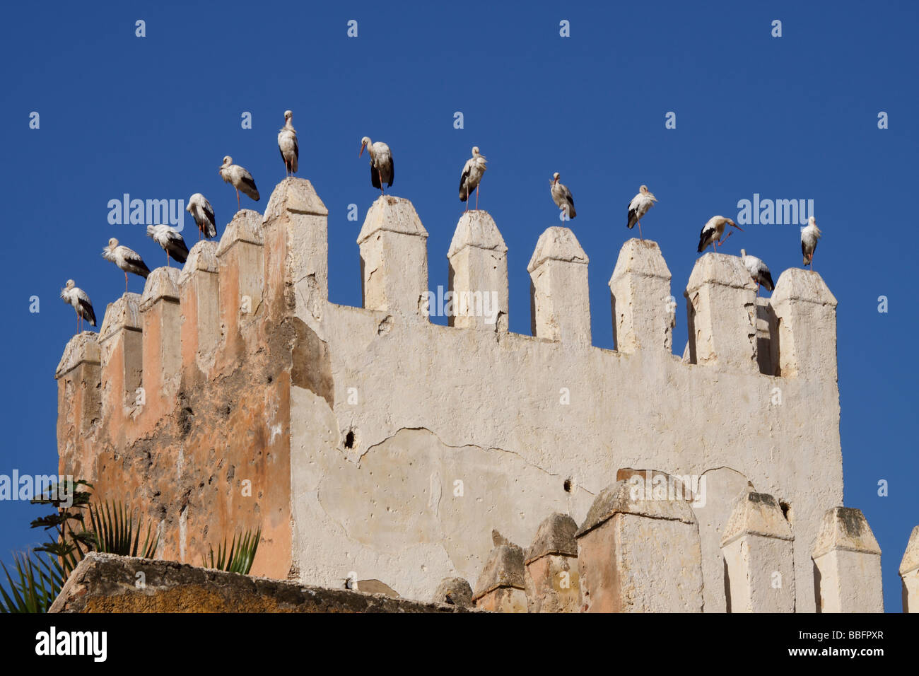 Afrique, Afrique du Nord, Maroc, Fes, Fès el-Jdid, Bab Mechouar, Petit Makina, forteresse, tour, les oiseaux perchés Banque D'Images