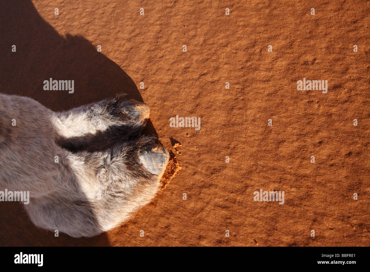 Afrique, Afrique du Nord, Maroc, Sahara, Merzouga, Erg Chebbi, Pied de chameau sur le sable Banque D'Images
