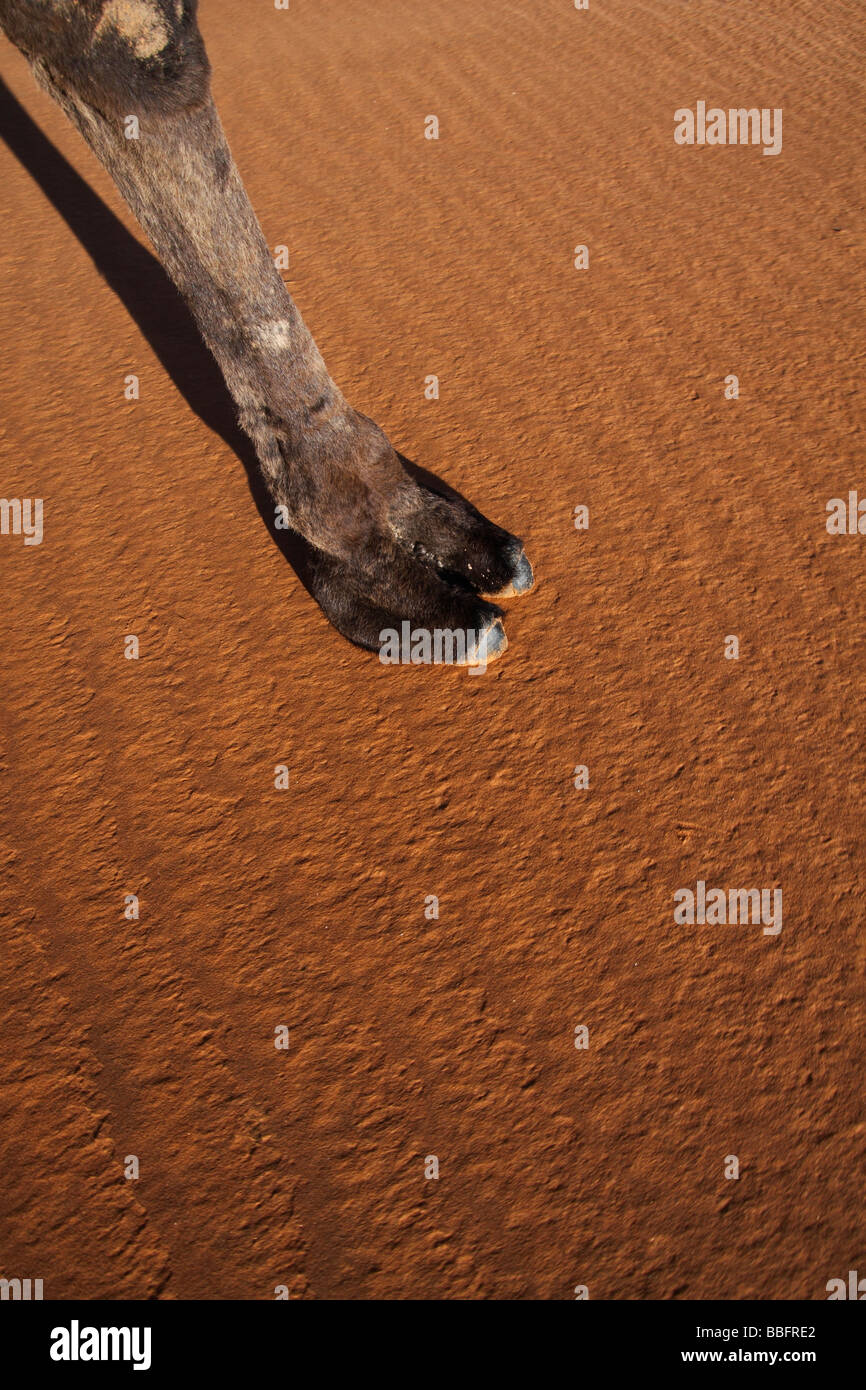 Afrique, Afrique du Nord, Maroc, Sahara, Merzouga, Erg Chebbi, Pied de chameau sur le sable Banque D'Images