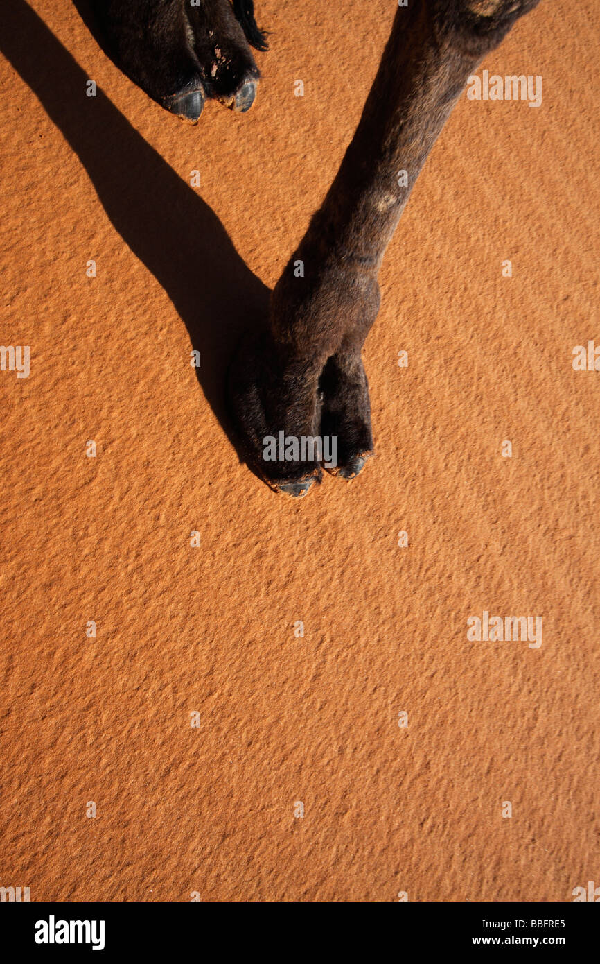 Afrique, Afrique du Nord, Maroc, Sahara, Merzouga, Erg Chebbi, Pied de chameau sur le sable Banque D'Images
