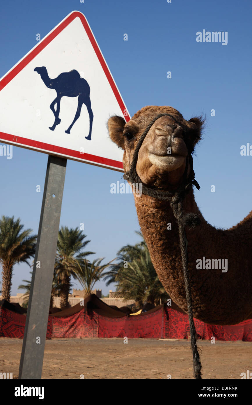 Chameau Drole Banque D Image Et Photos Alamy Chameau Drole Banque D Image Et Photos Alamy