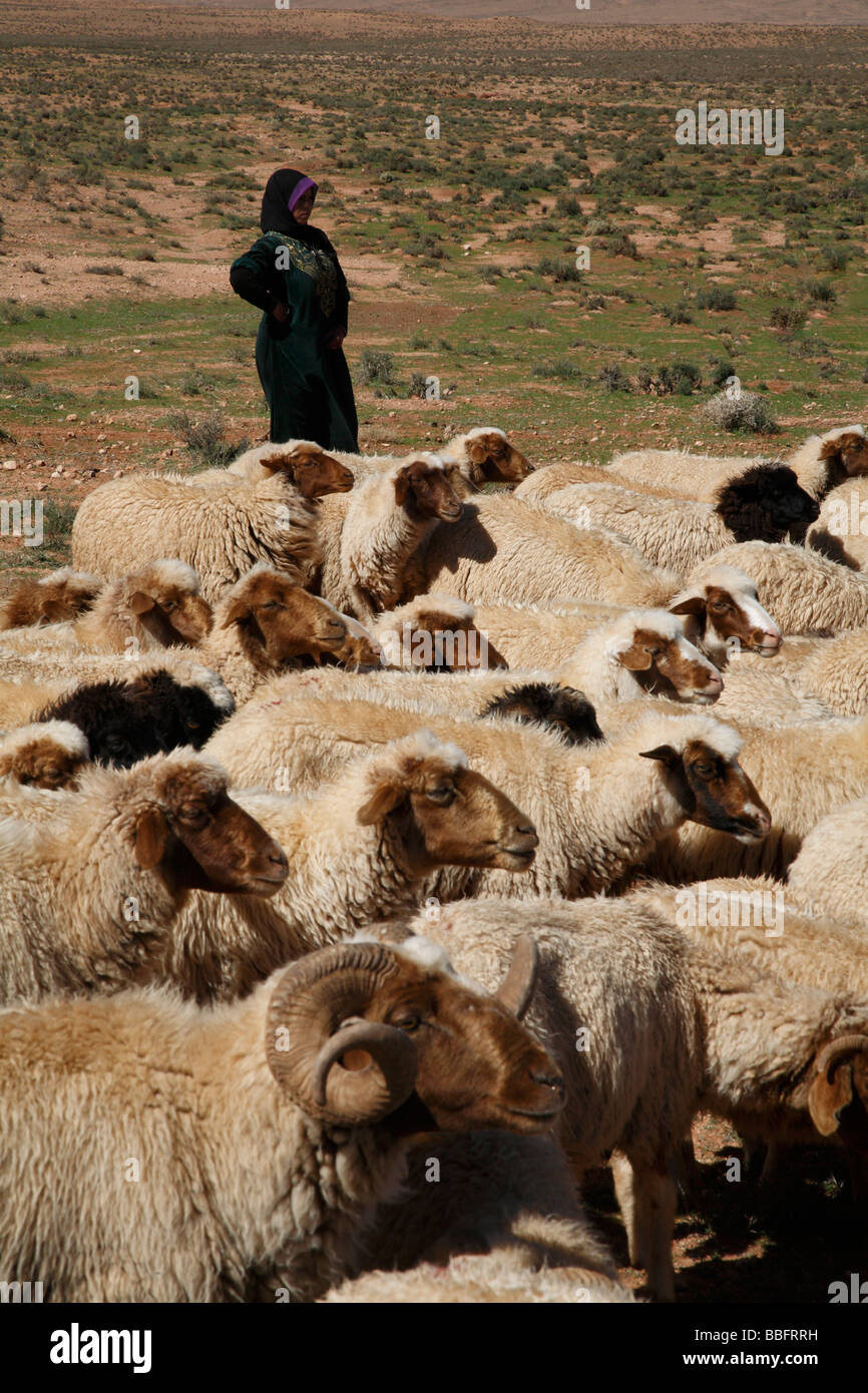 Afrique, Afrique du Nord, Maroc, Haut Atlas, vallée du Dadès, Berber Woman Tending Moutons Banque D'Images