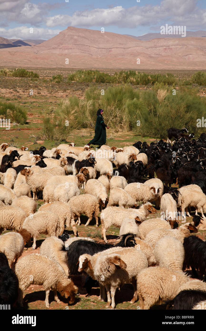 Afrique, Afrique du Nord, Maroc, Haut Atlas, vallée du Dadès, Berber Woman Tending Moutons et chèvres Banque D'Images