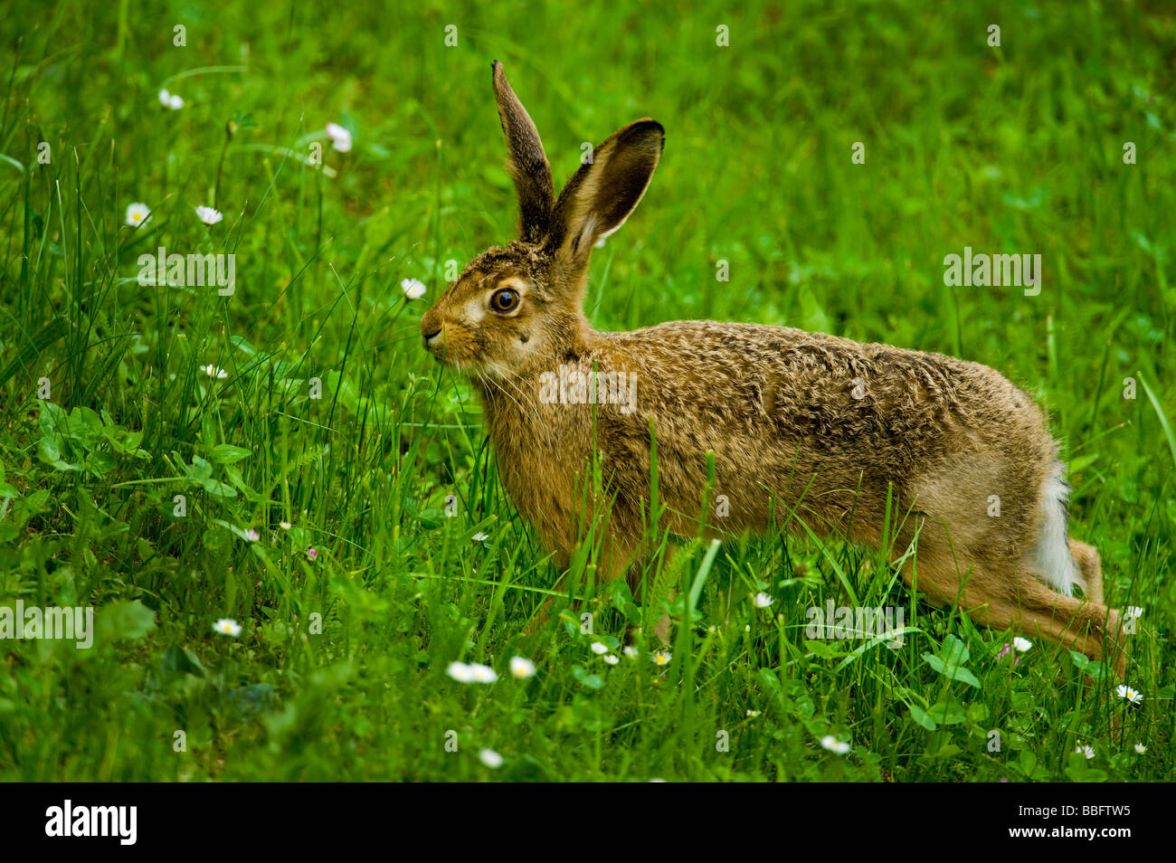 Lièvre Lepus europaeus broussailles sauvages vie naturelife la nature avec une big tick sous l'oeil de l'herbe verte l'heure big spring Banque D'Images