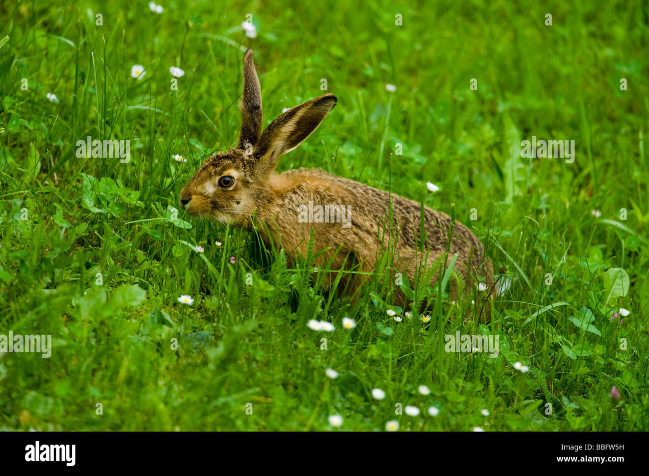 Lièvre Lepus europaeus broussailles sauvages vie naturelife la nature avec une big tick sous l'oeil de l'herbe verte l'heure big spring Banque D'Images