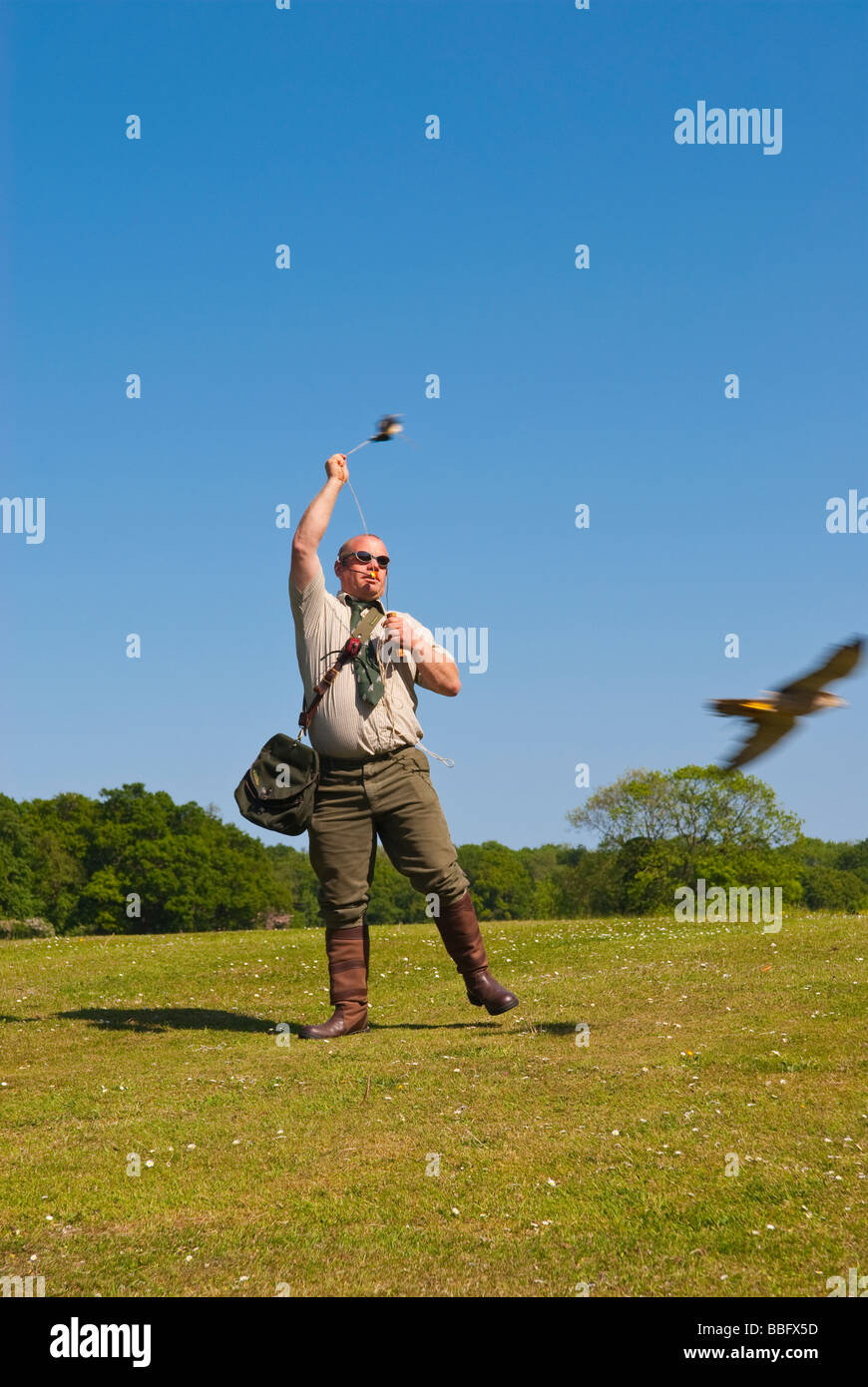 Un falconer donnant une fauconnerie au public,attirer les oiseaux de proie de voler à l'aide d'un leurre passé dans la campagne britannique Banque D'Images