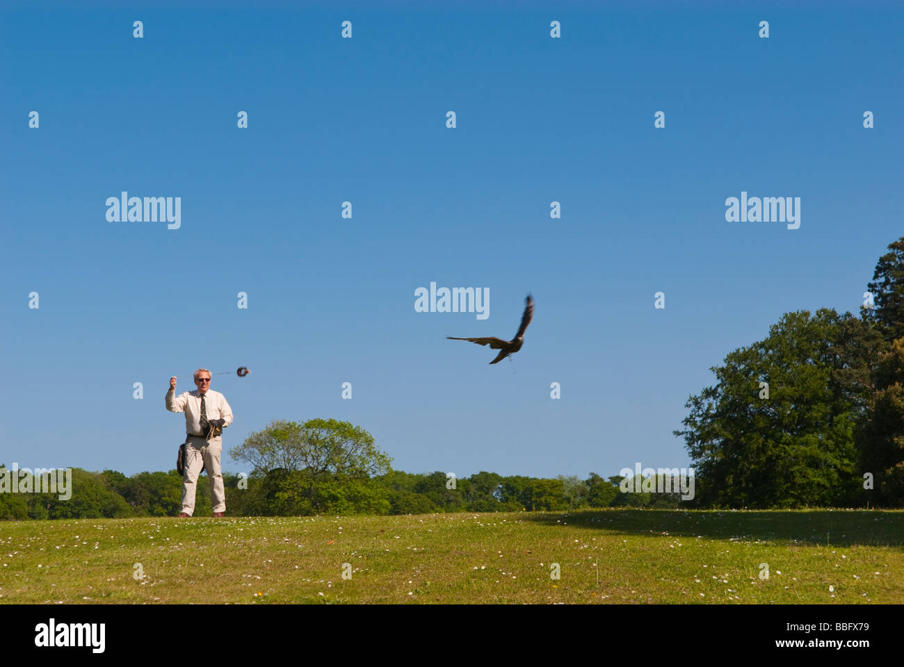 Un falconer donnant une fauconnerie au public,attirer les oiseaux de proie de voler à l'aide d'un leurre passé dans la campagne britannique Banque D'Images