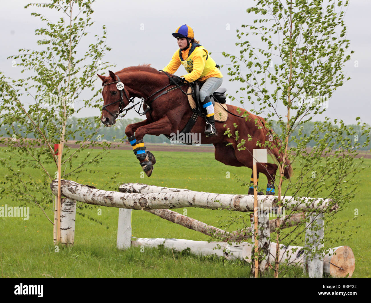 Le sport équestre. Procès cheval Banque D'Images