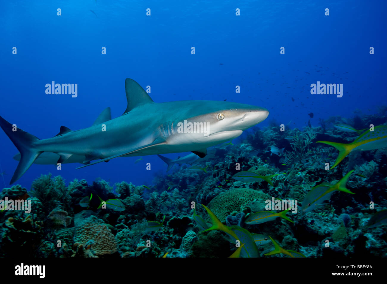 Requin de récif des Caraïbes. Banque D'Images