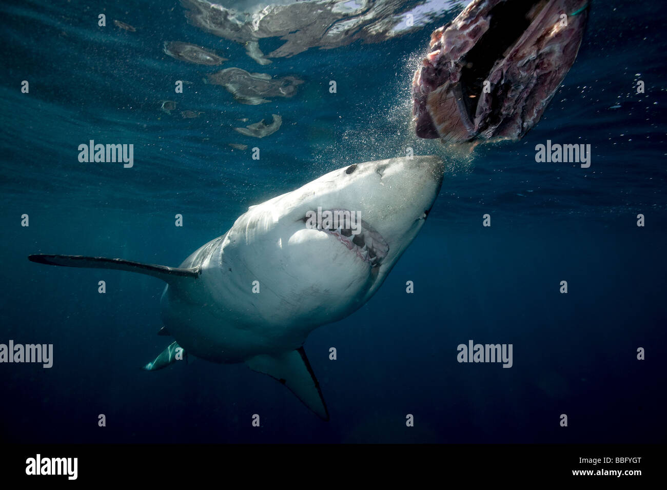 Grand requin blanc. Banque D'Images
