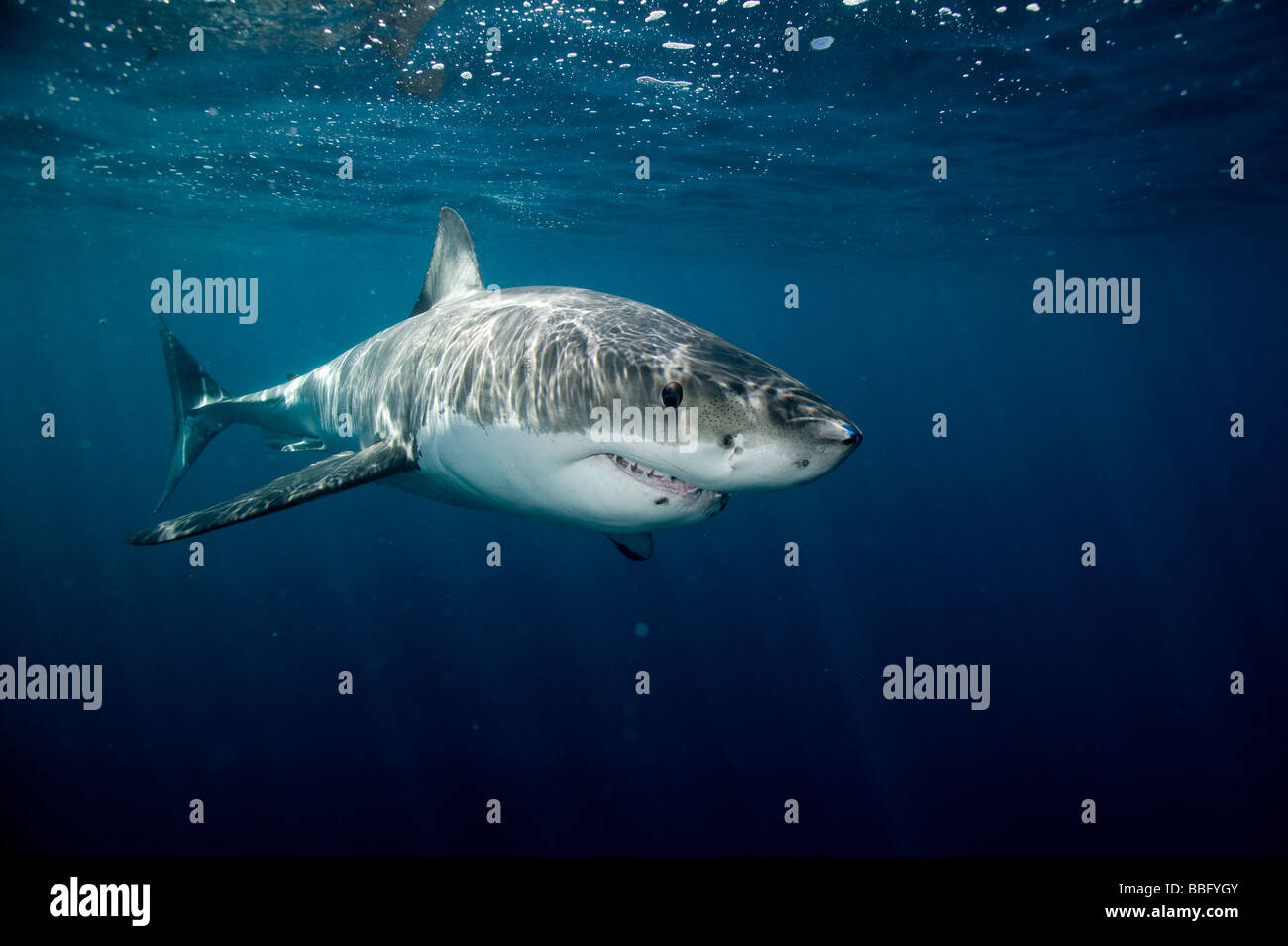 Grand requin blanc. Banque D'Images