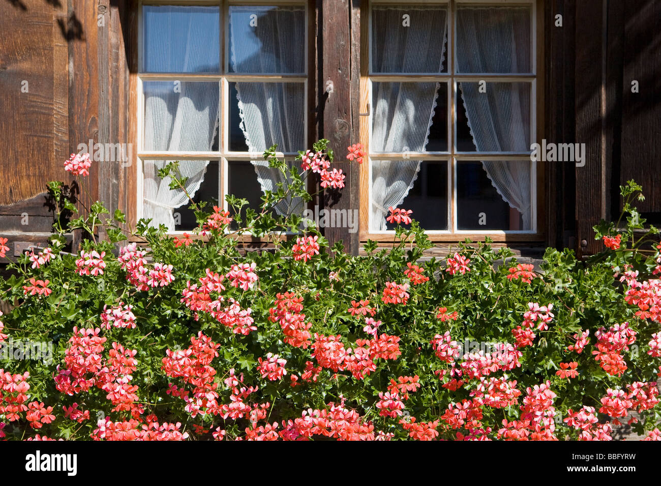 Géraniums roses dans une fenêtre de dialogue d'une maison en bois à vals Banque D'Images