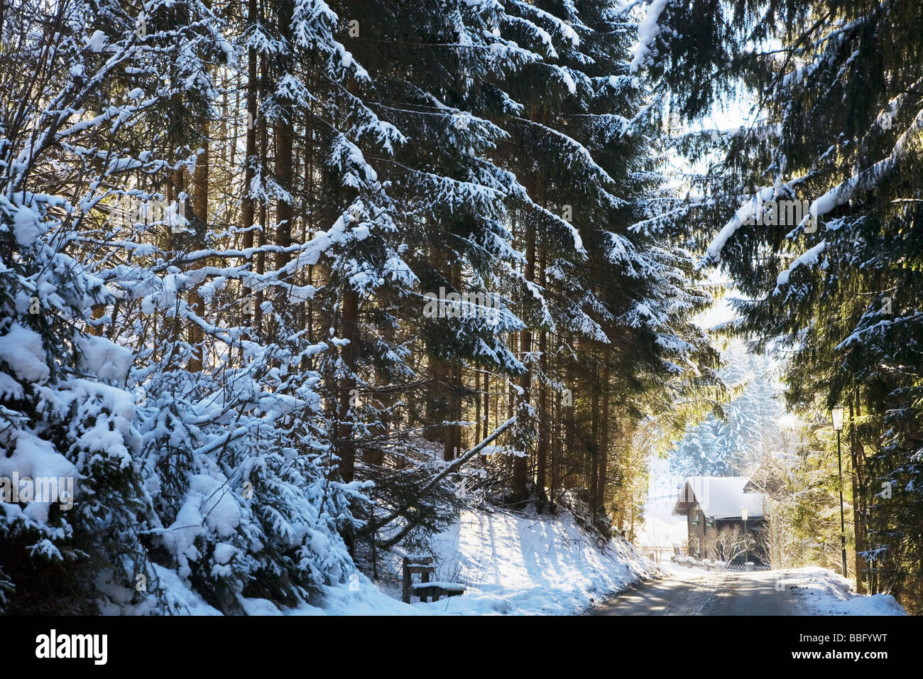 Sapins couverts de neige menant à une cabine à flachau, Banque D'Images