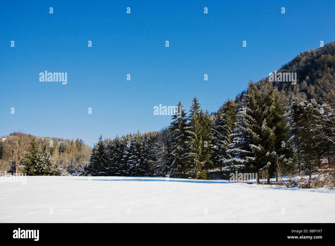 La neige et des sapins à flachau Banque D'Images