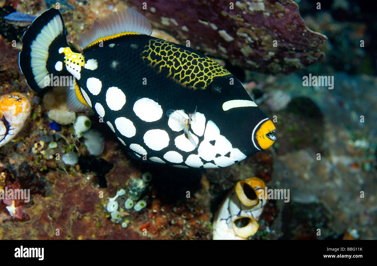 Close up of Clown triggerfish. Banque D'Images